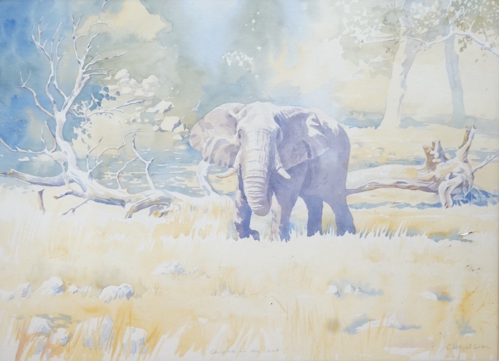 Hazel Soan (b.1954), watercolour, Study of an elephant, 'Caught in the act!', signed and inscribed, 54 x 75cm. Condition - colours appear muted